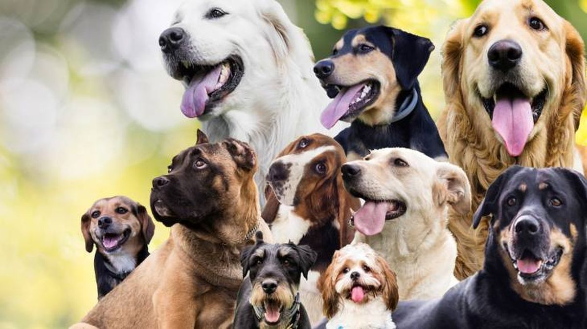 evolucion especies mascotas