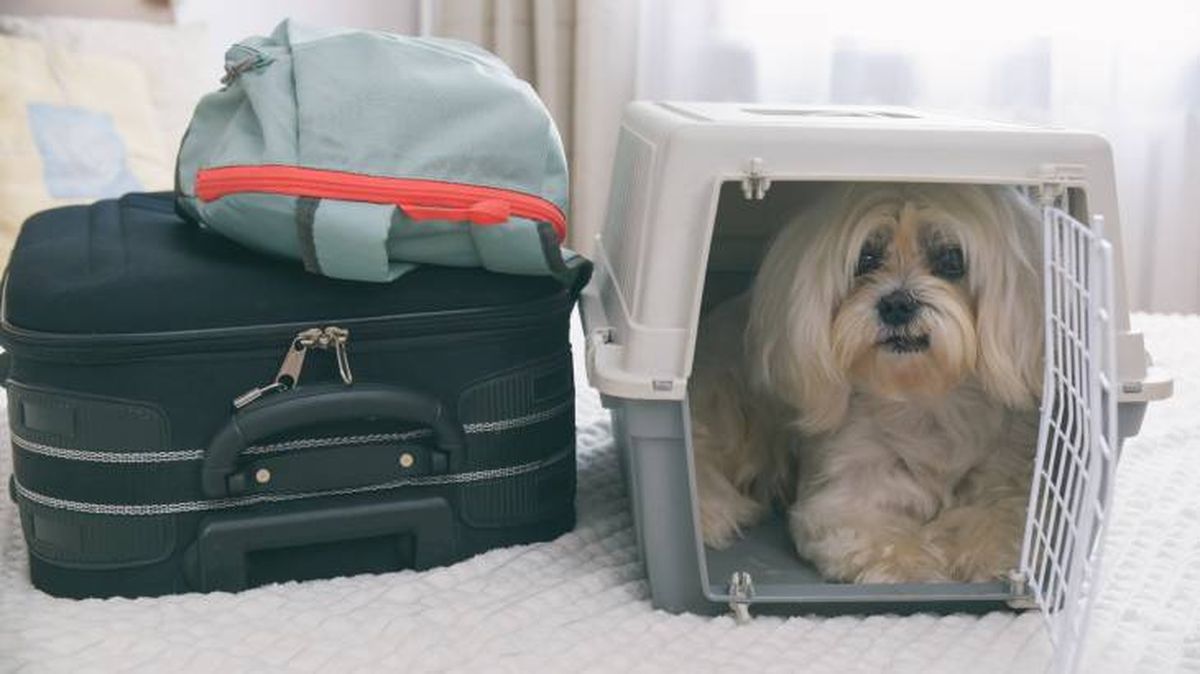 maleta perro transportin