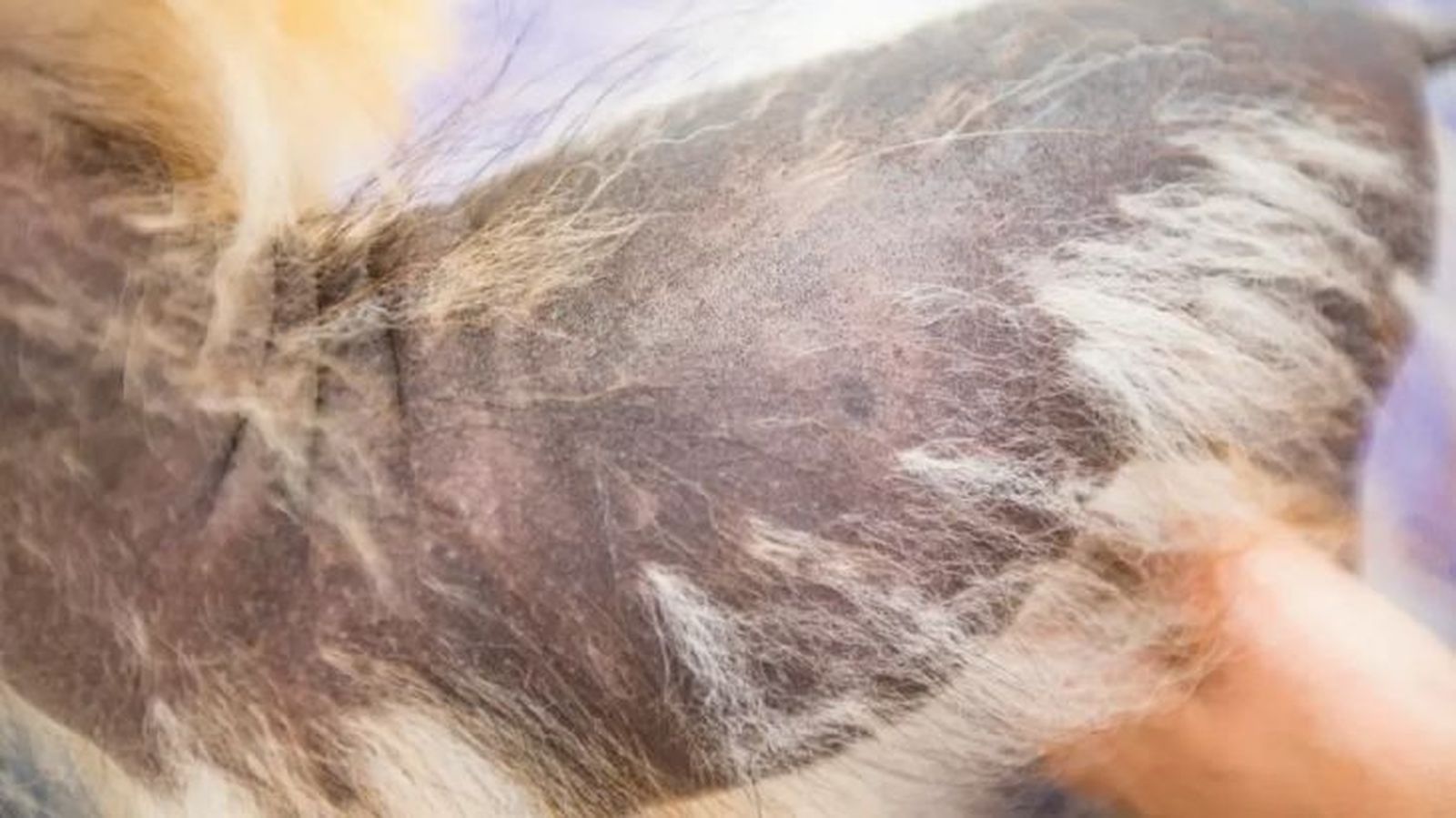 a mi perro se le cae mucho el pelo 2 a mi perro se le cae mucho el pelo 2