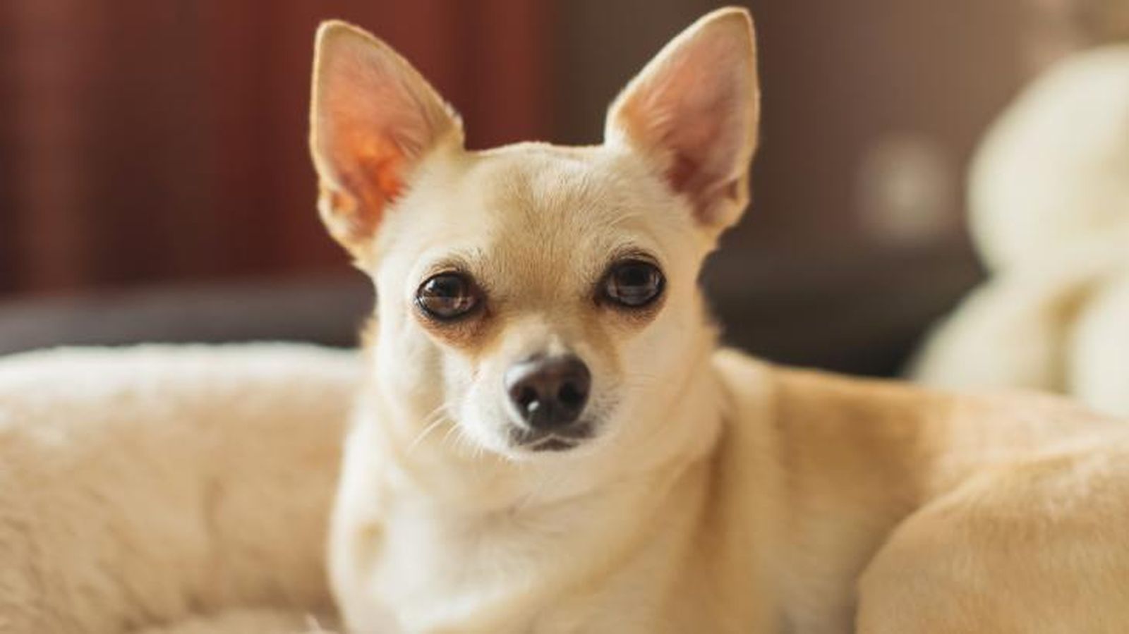 perro mas pequeno del mundo 3 perro mas pequeno del mundo 3