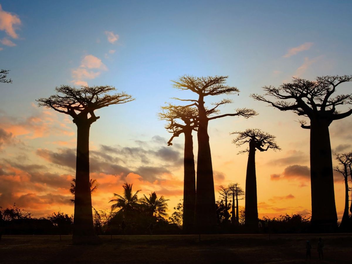 Pueden crecer hasta 30 metros de altura.