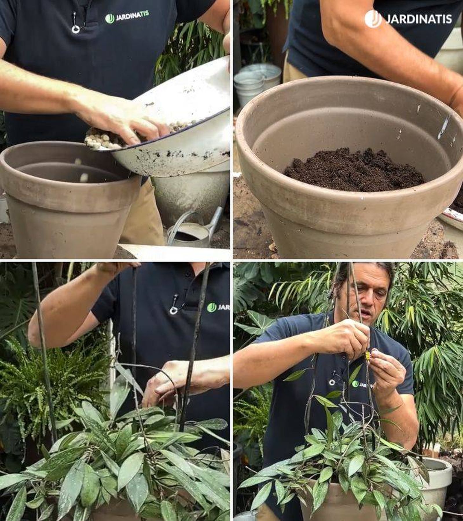 convertir flor de cera colgante en vertical jardinatis 53 convertir flor de cera colgante en vertical jardinatis 53