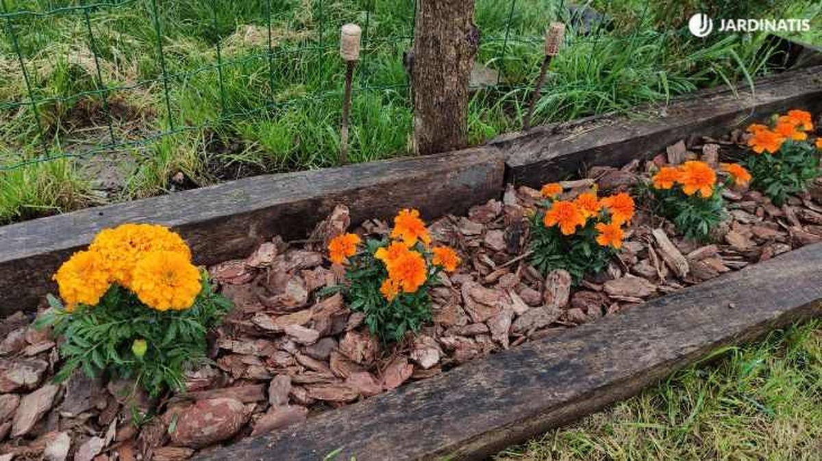 Tagetes plantados en el jardín