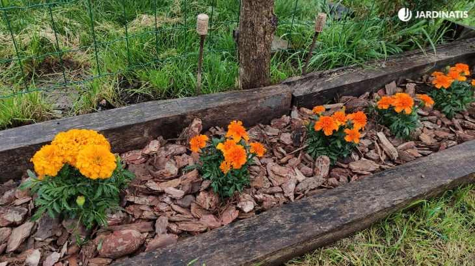 Tagetes plantados en el jardín