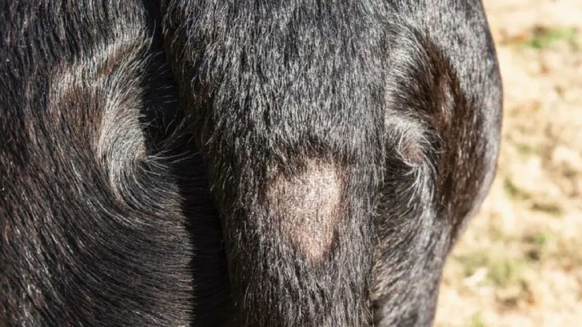 a mi perro se le cae mucho el pelo 1