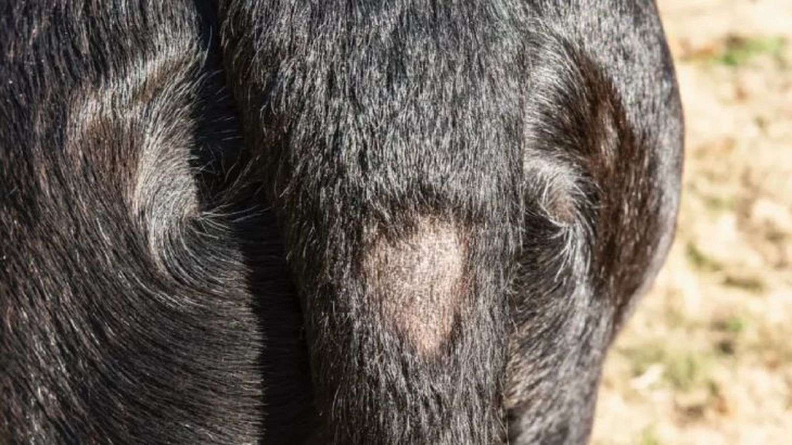 a mi perro se le cae mucho el pelo 1 a mi perro se le cae mucho el pelo 1