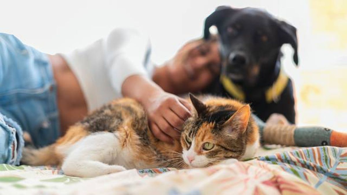 perros gatos listado positivo animales ley bienestar animal 2023