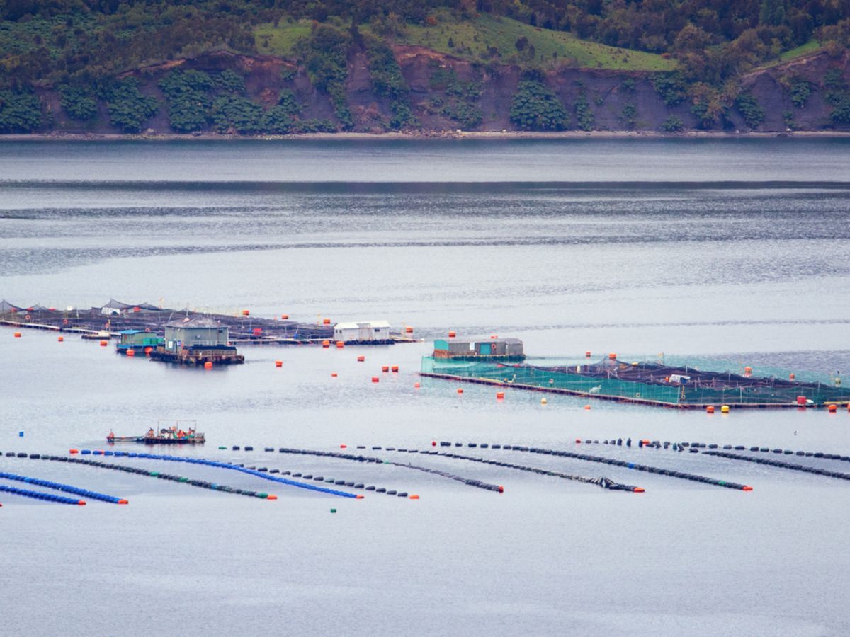 Piscifactoría de salmón en aguas chilenas con alta densidad de peces.