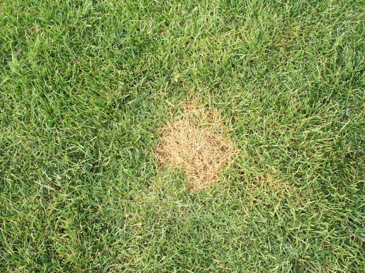 Manchas redondas en el césped