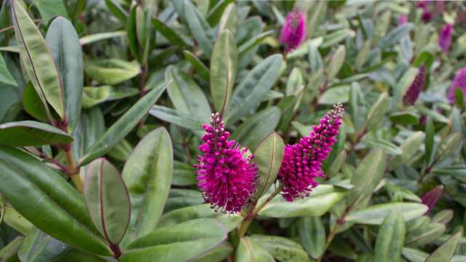 planta hebe veronica planta hebe veronica