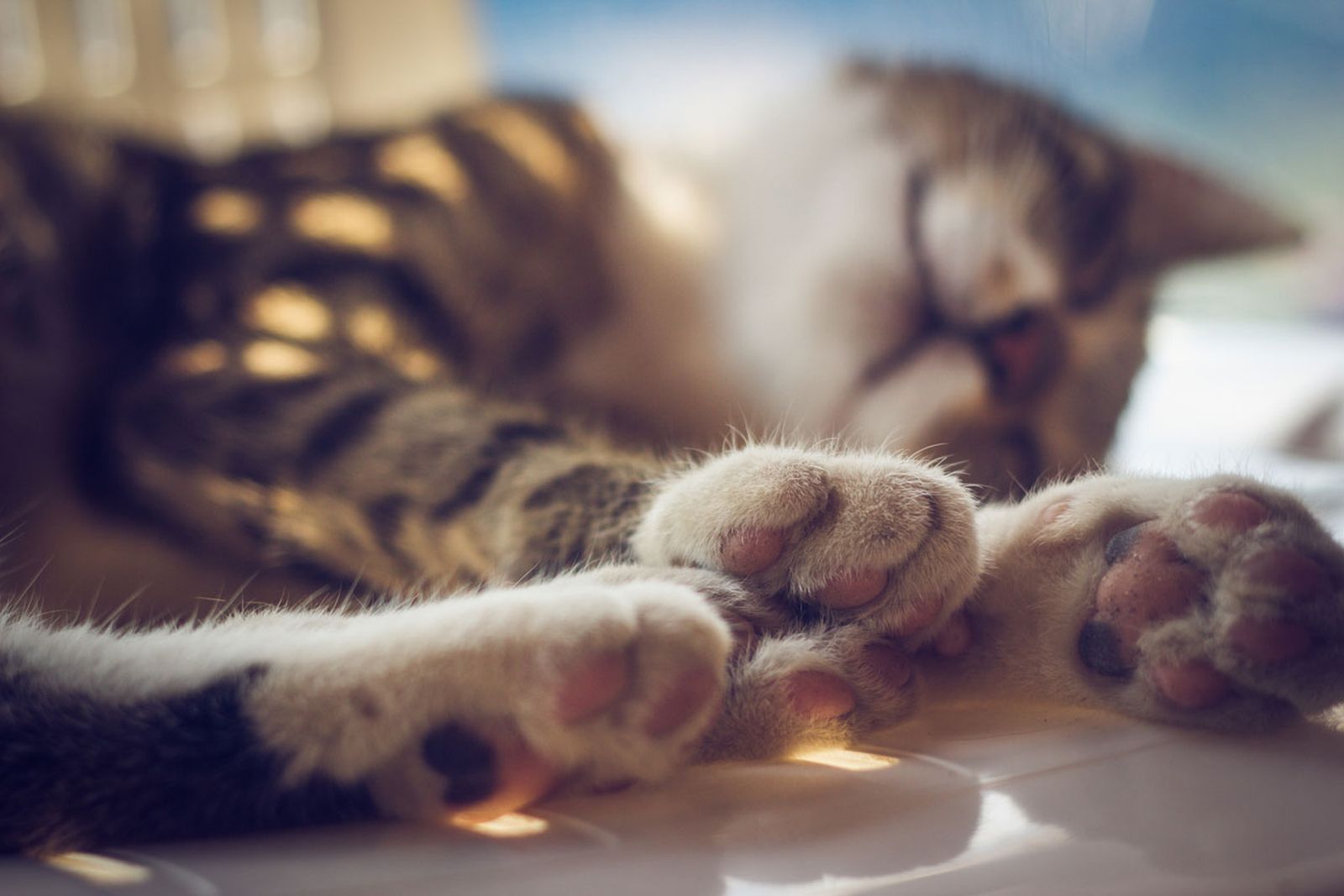 7 cosas que a tu gato no le gustan tocar patas 7 cosas que a tu gato no le gustan tocar patas