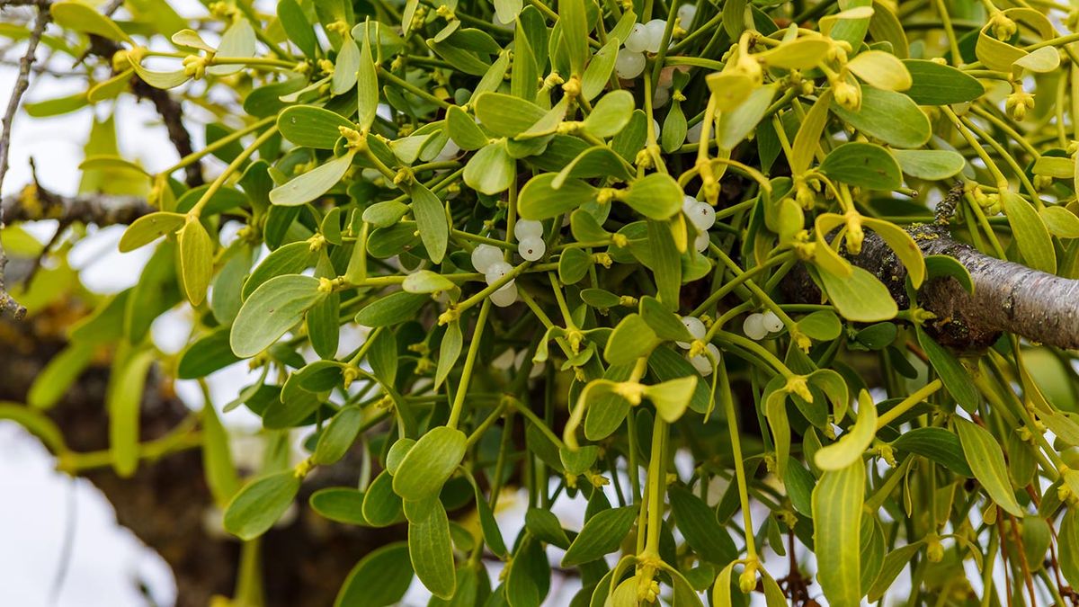El muérdago es una planta que ayuda a reducir la tensión.
