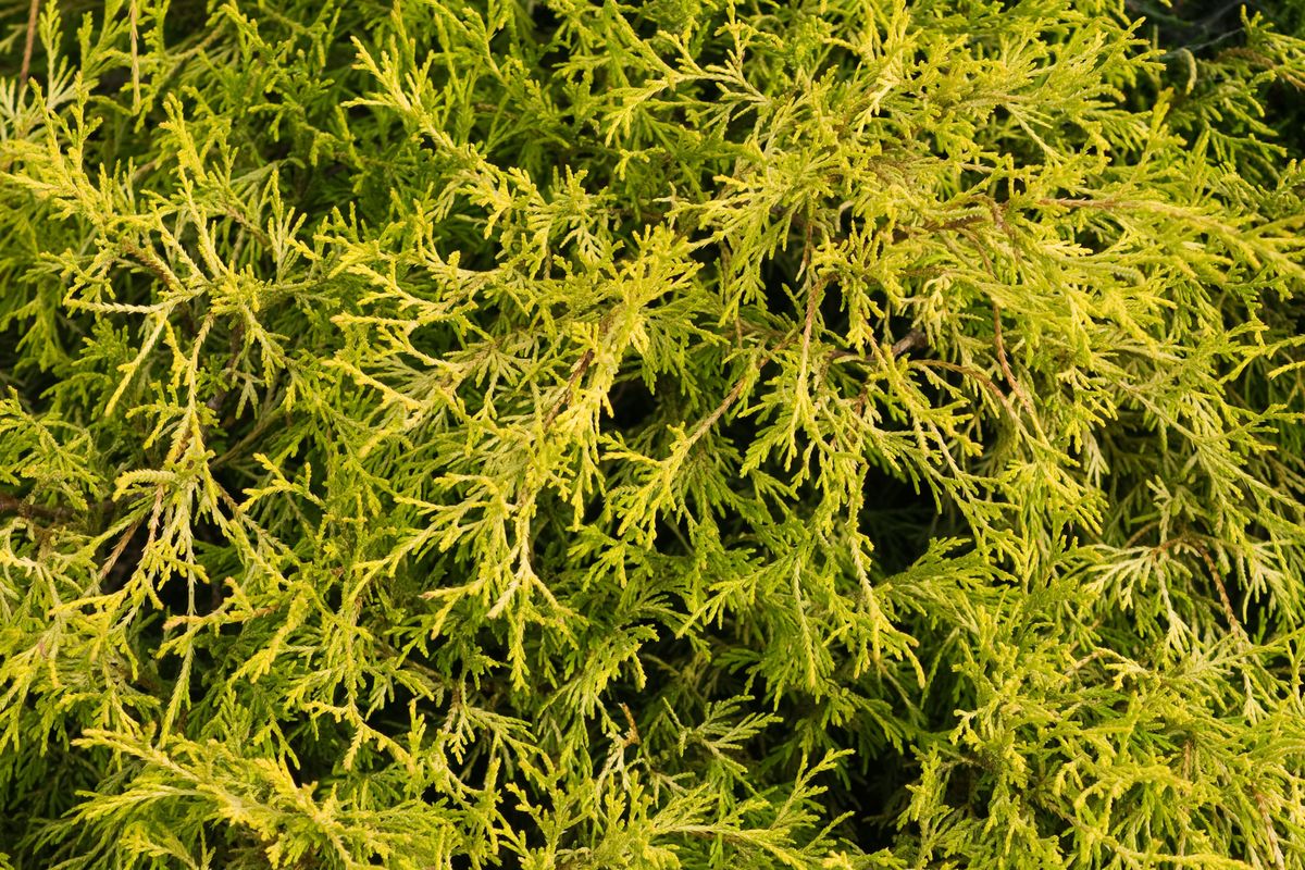 Juniperus pfitzeriana aurea