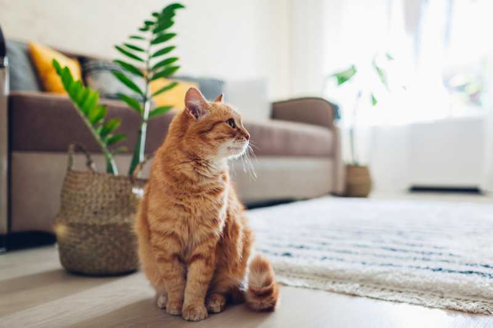 Gato naranja junto a una planta en un salón. Gato naranja junto a una planta en un salón.