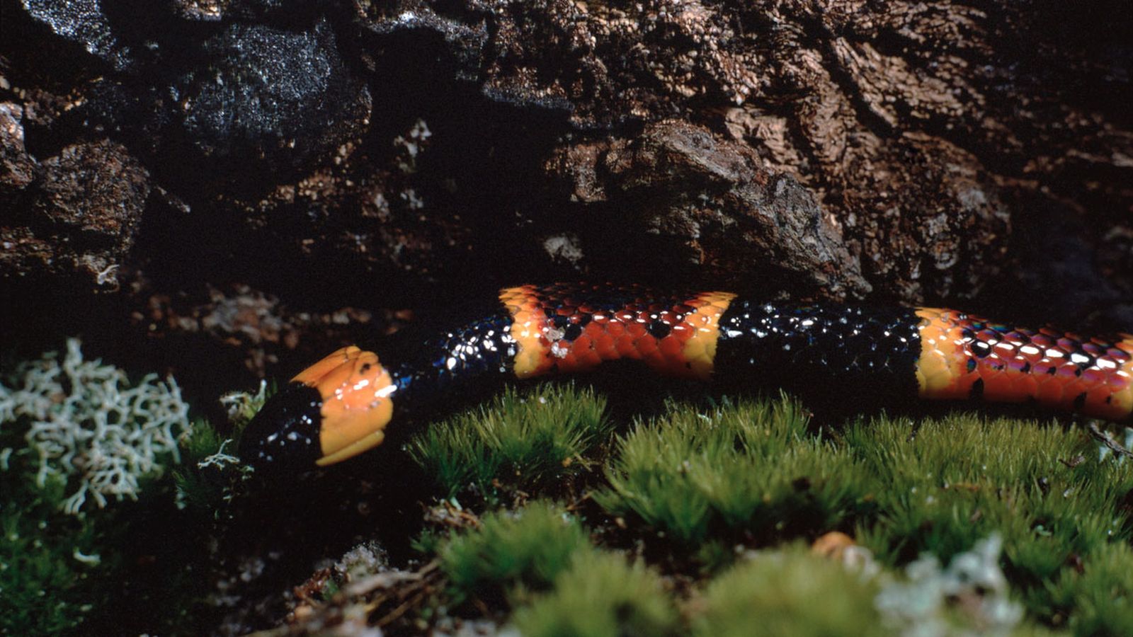 serpiente coral serpiente coral