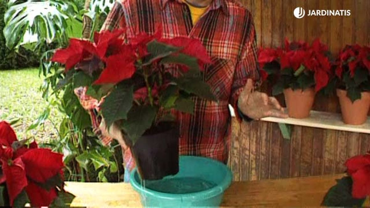 El riego por inmersión es perfecto para la flor de Pascua