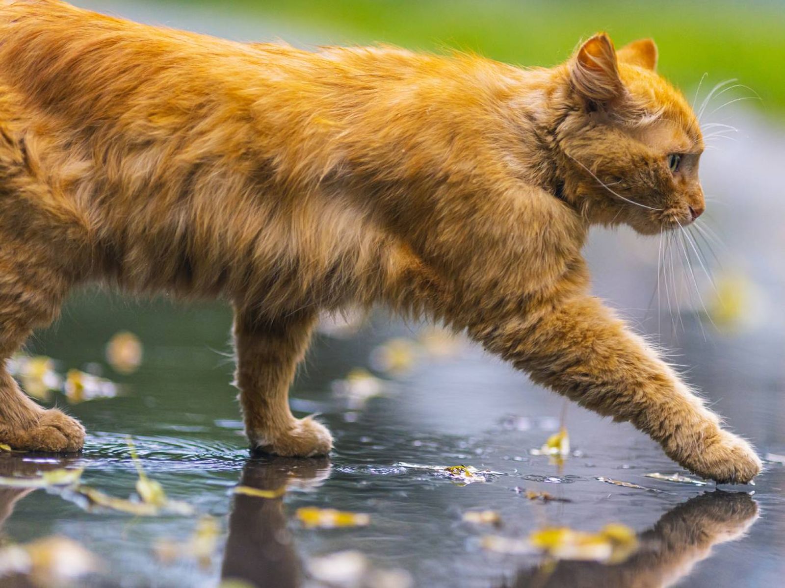 Nunca hay que dejar a nuestra mascota que beba o juegue en charcos o zonas encharcadas. Nunca hay que dejar a nuestra mascota que beba o juegue en charcos o zonas encharcadas.