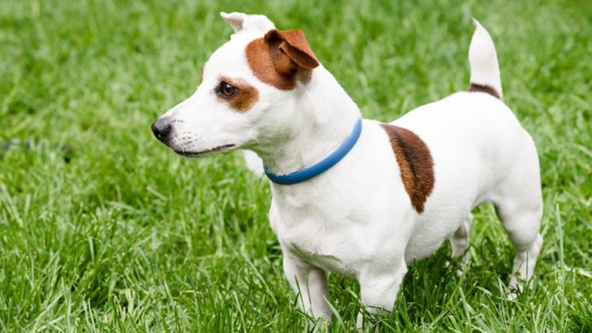 collares antiparasitarios para perros 3