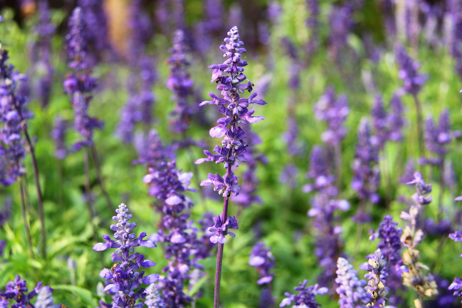 Salvia Salvia