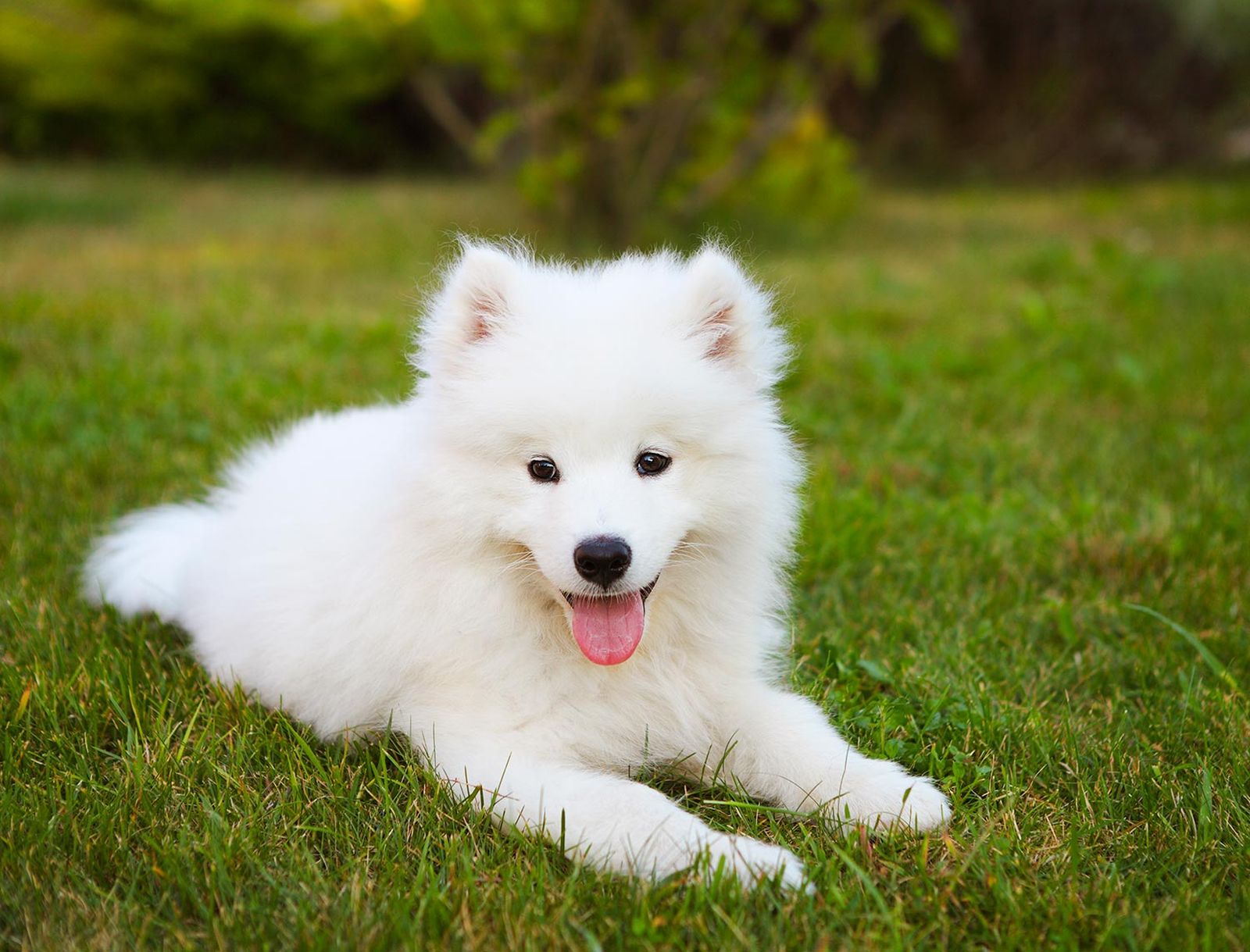 perroz razas samoyedo4 perroz razas samoyedo4