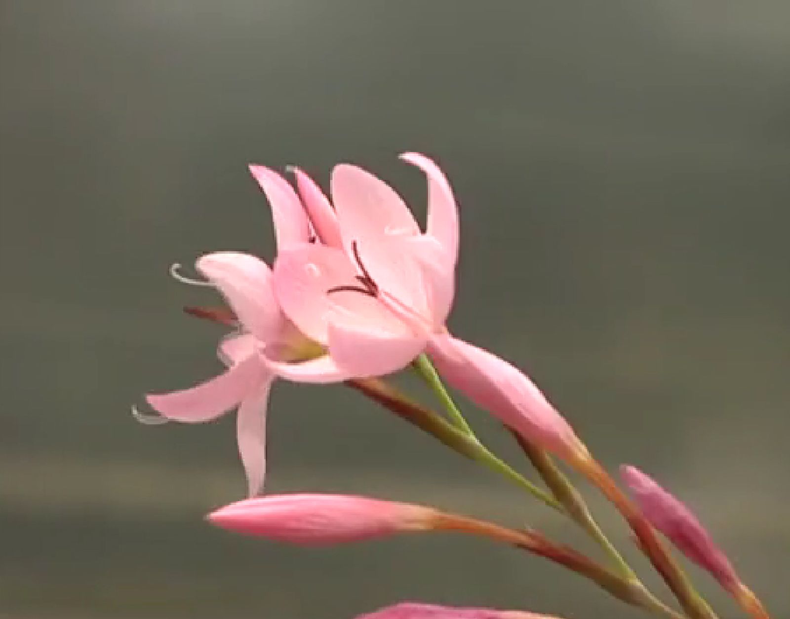 Plantas de colección Schizostylis coccinea mayor Plantas de colección Schizostylis coccinea mayor
