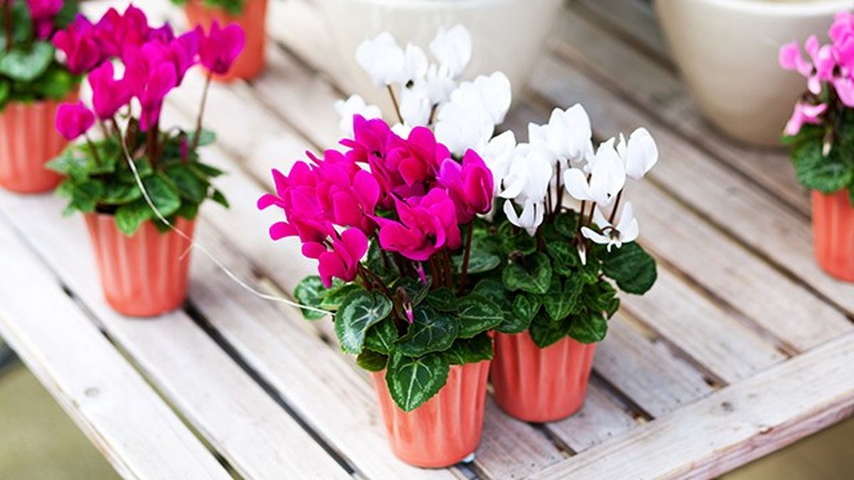 El ciclamen es unas de las plantas de otoño e invierno más decorativas