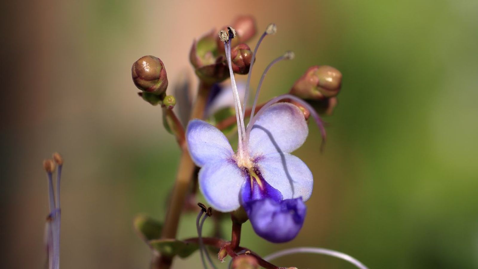 La Rotheca myricoides  es una flor que parece una mariposa pero no es la única.