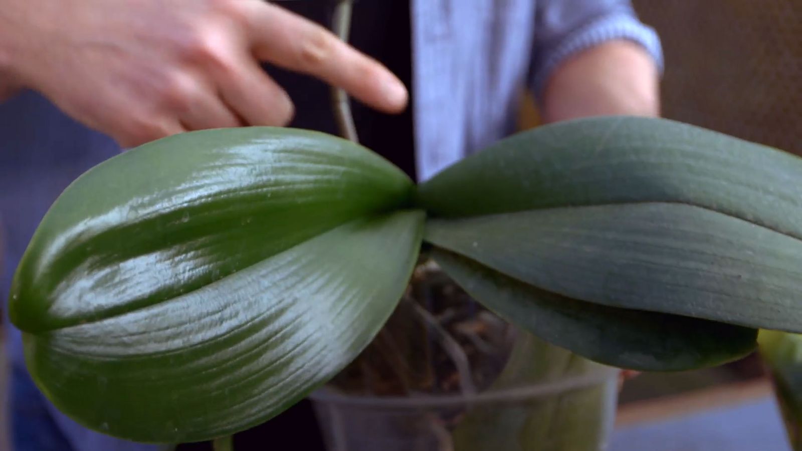 brico 0900 3 como recuperar orquidea hojas