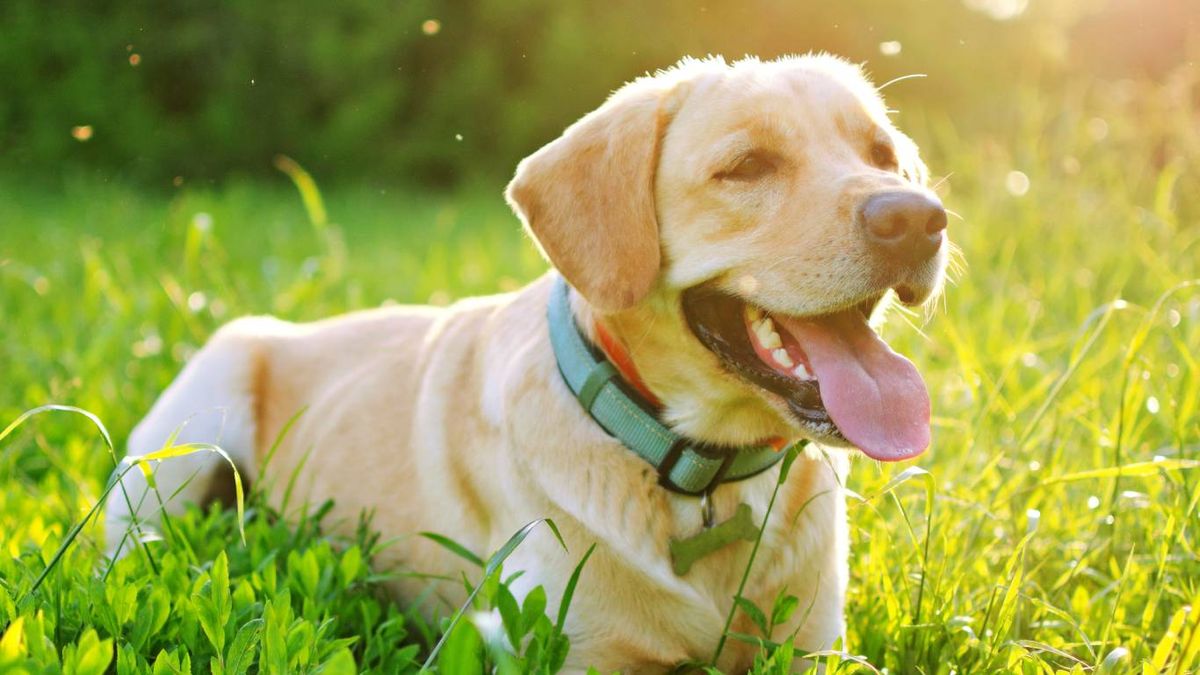 ¿Es peligroso que el perro coma moscas?