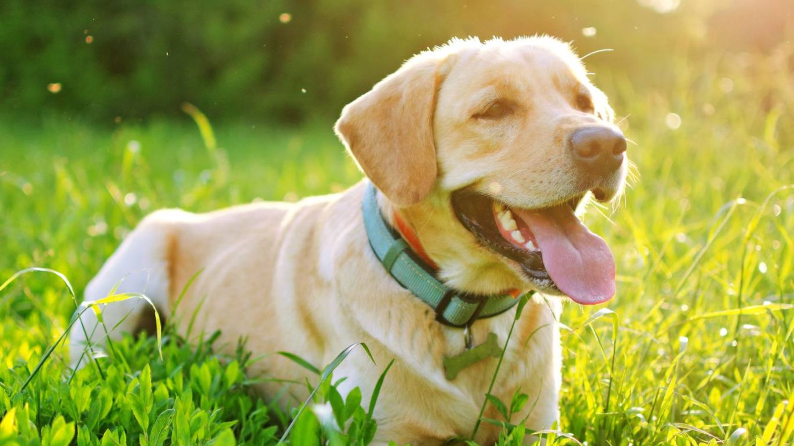 ¿Es peligroso que el perro coma moscas? ¿Es peligroso que el perro coma moscas?