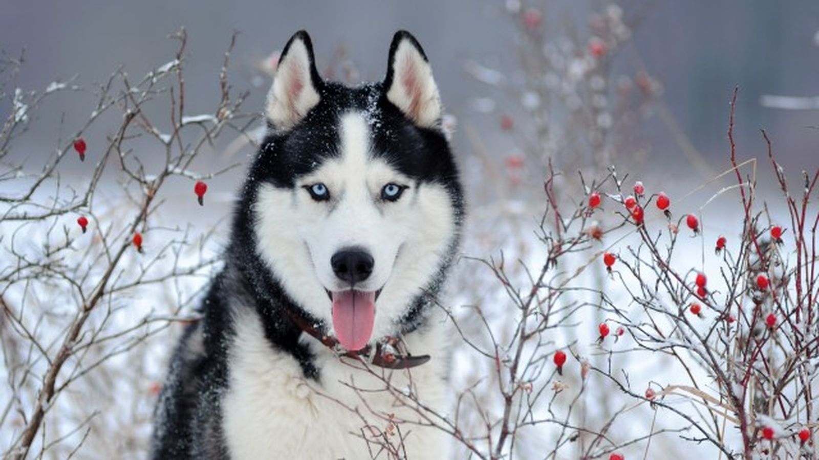 husky siberiano 6 husky siberiano 6