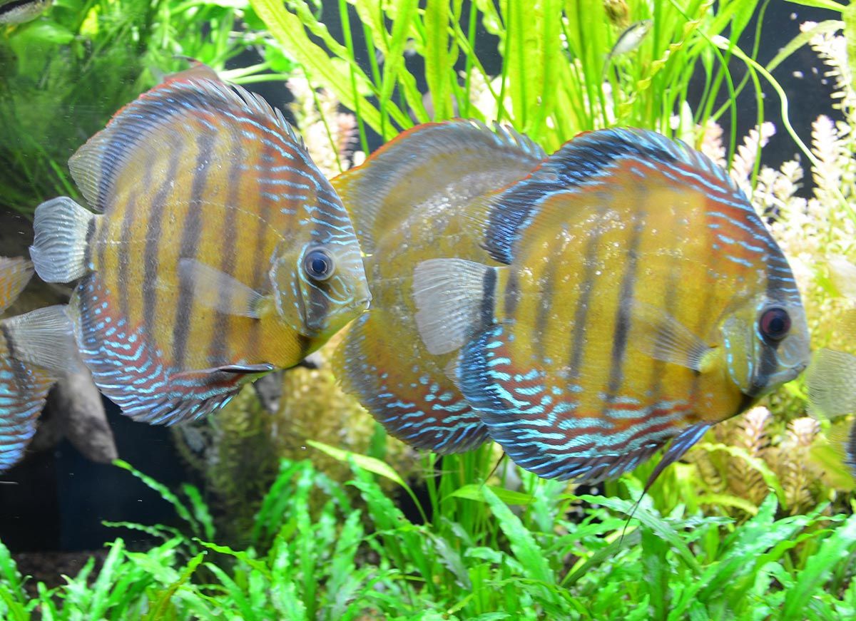 mascotas pez disco 1