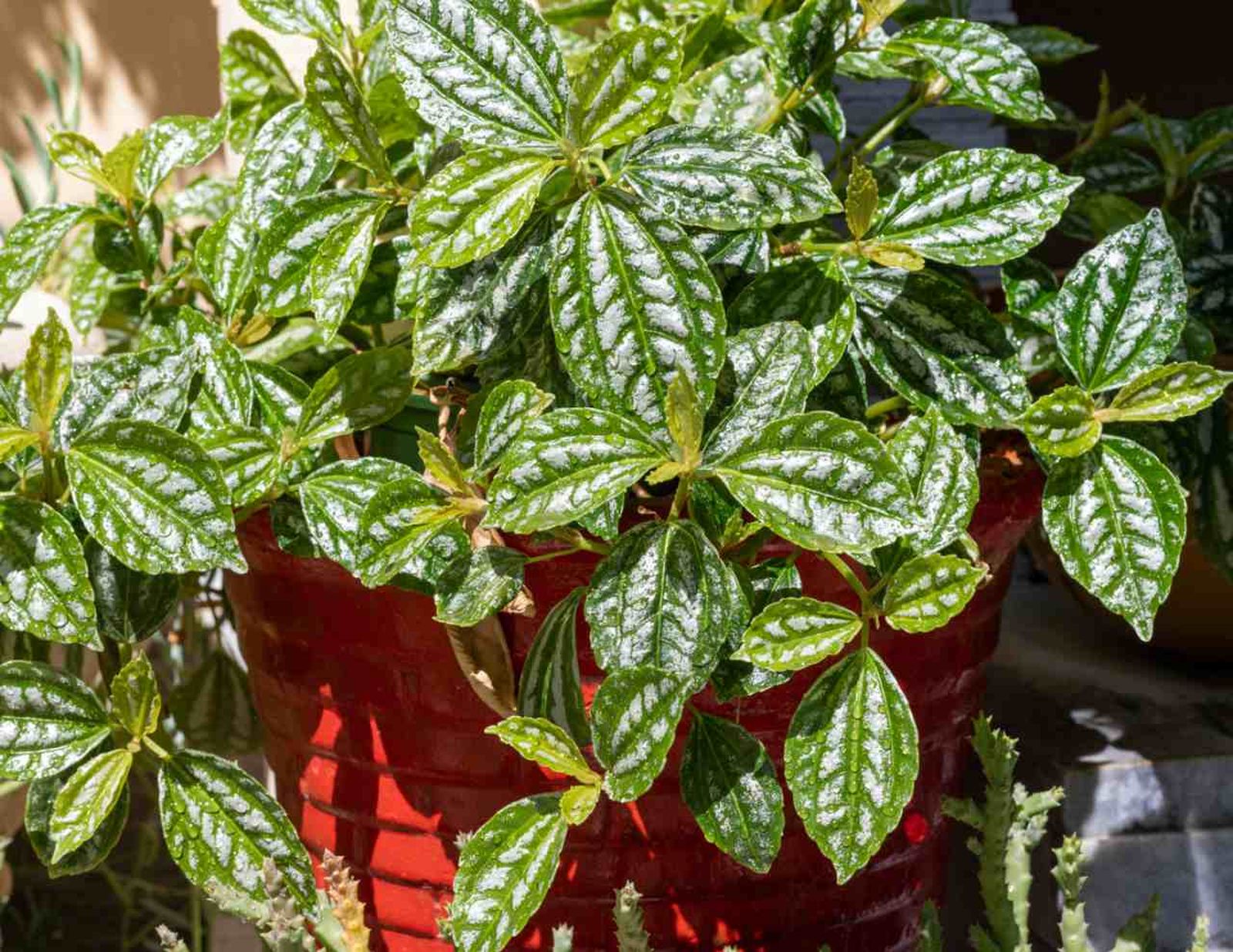 La Pilea cadierei es una planta muy resistente y decorativa.