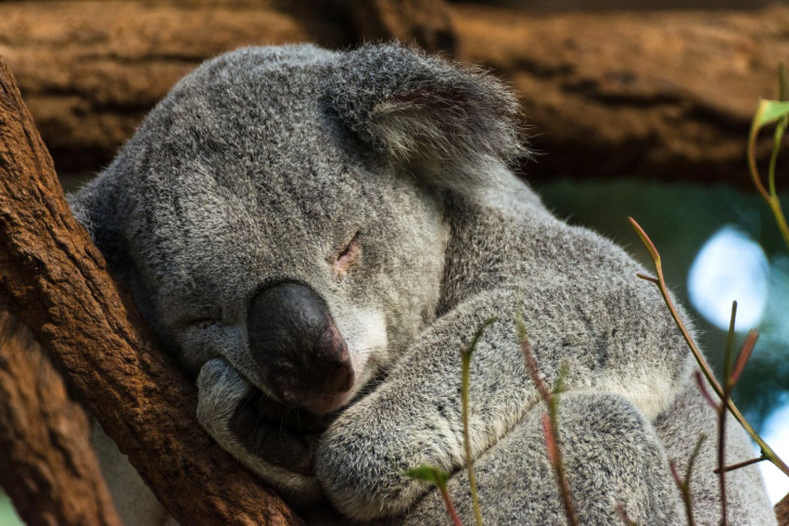 10 animales perezosos