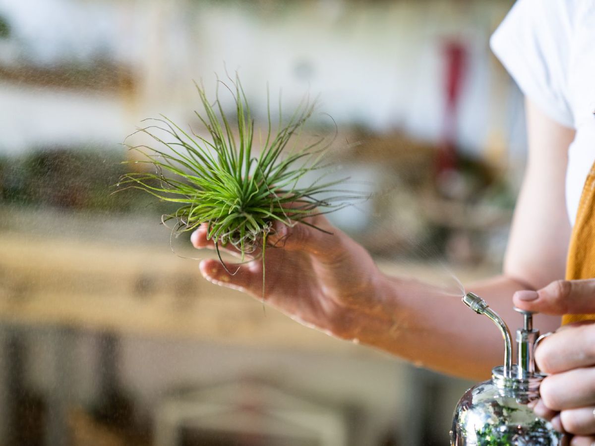 Pulverizaciones periódicas.