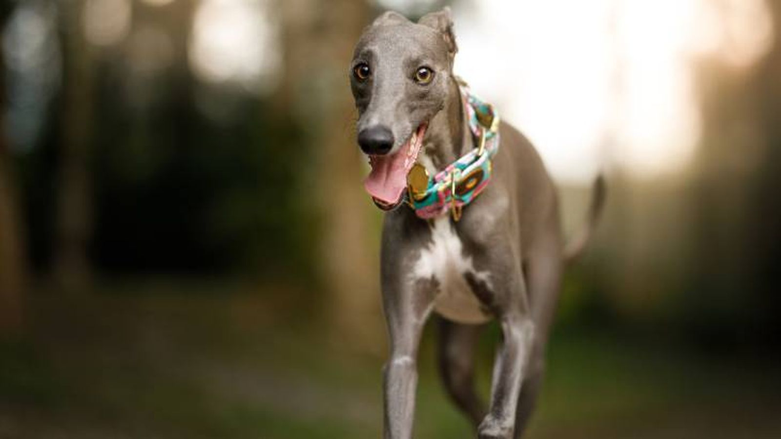 El perro Whippet necesita practicar ejercicio de forma diaria El perro Whippet necesita practicar ejercicio de forma diaria