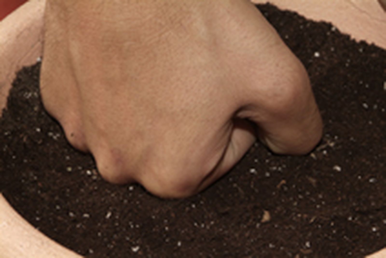 Cultivar cilantro paso 4 Cultivar cilantro paso 4