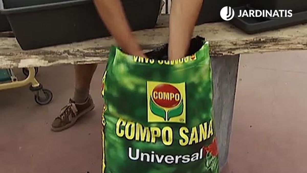 petunias dipladenias bacopas jardinera sustrato calidad deco 390