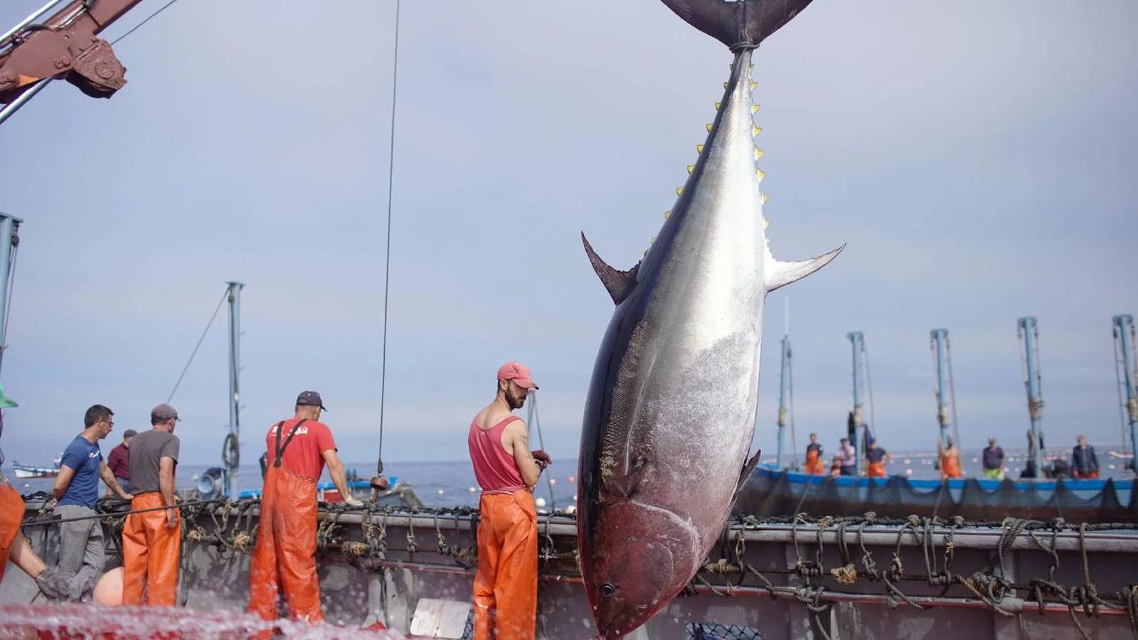 Un ejemplar de atún rojo de almadraba, recién capturado, puede superar los 200 kilos.