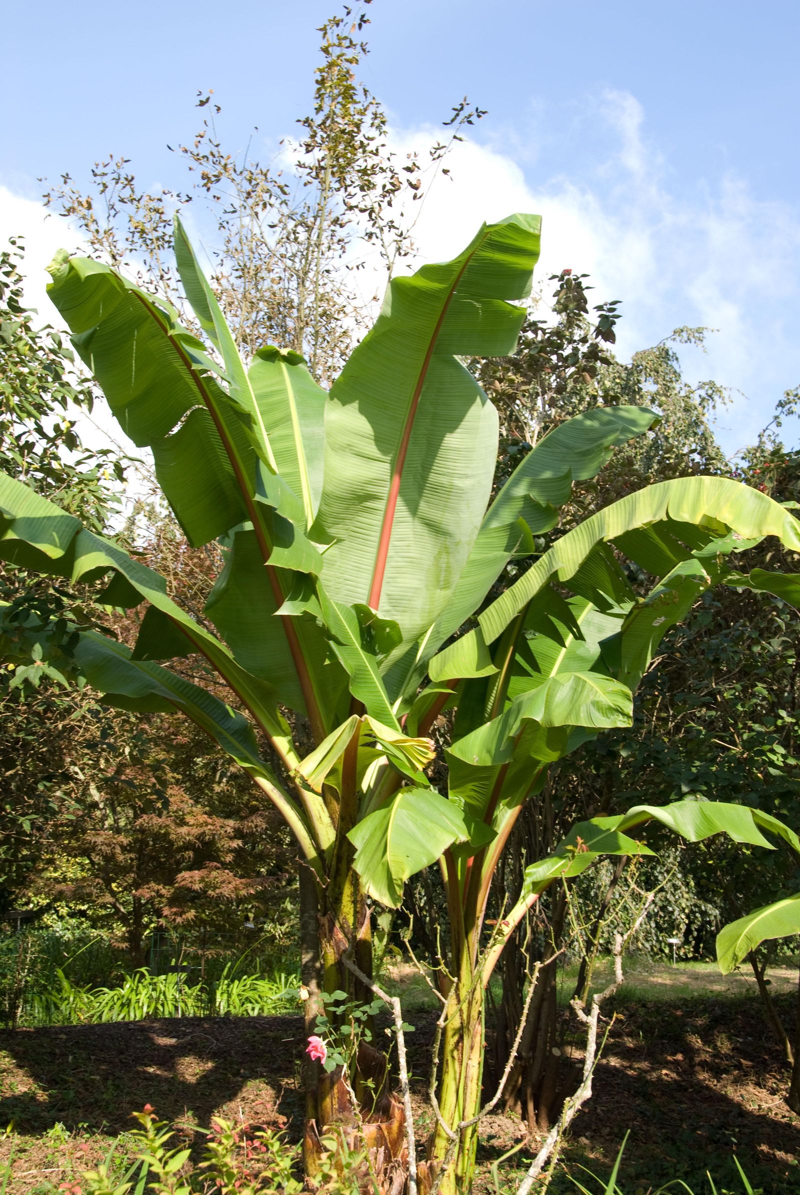 deco 269 plantas hojas grandes musa ensete 6 deco 269 plantas hojas grandes musa ensete 6