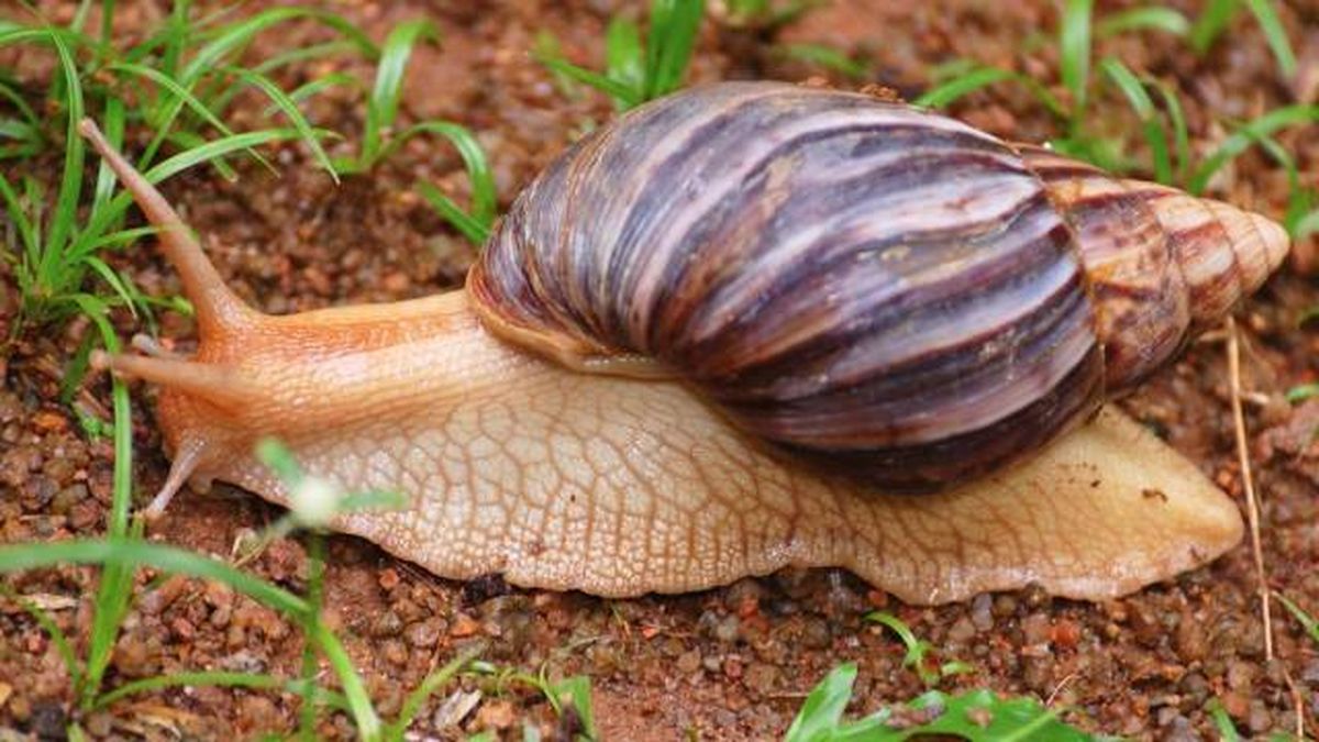 caracol gigante africano