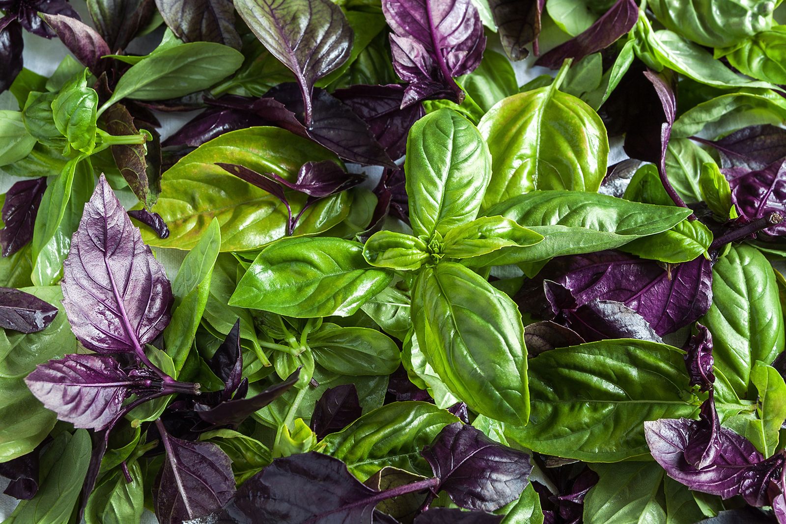tipos albahaca tipos albahaca
