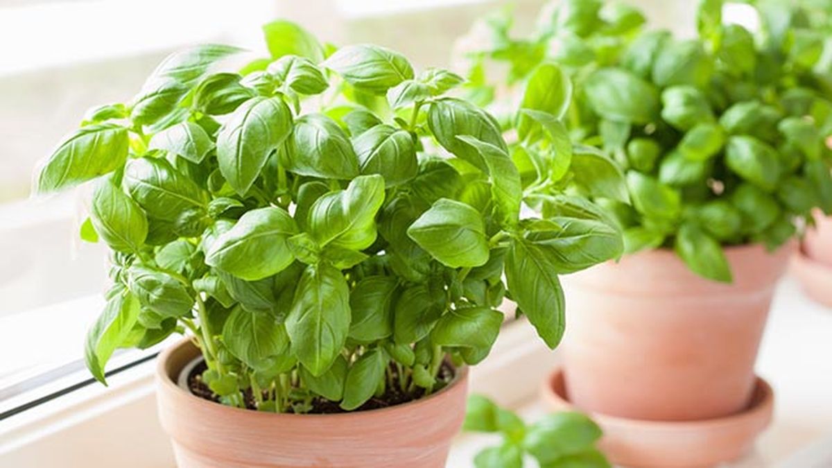 Plantas de albahaca cerca de la ventana