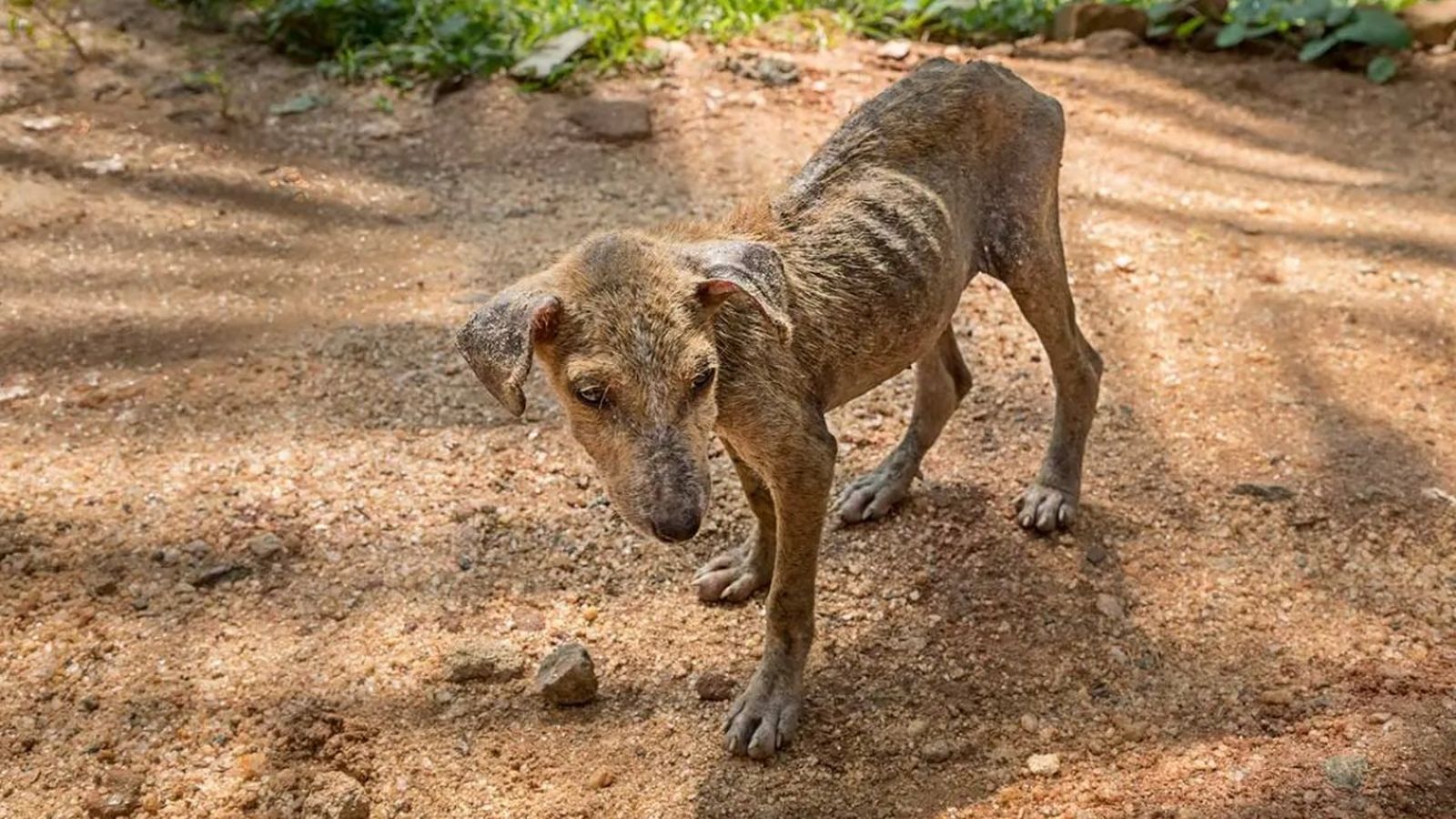leishmaniosis canina ok