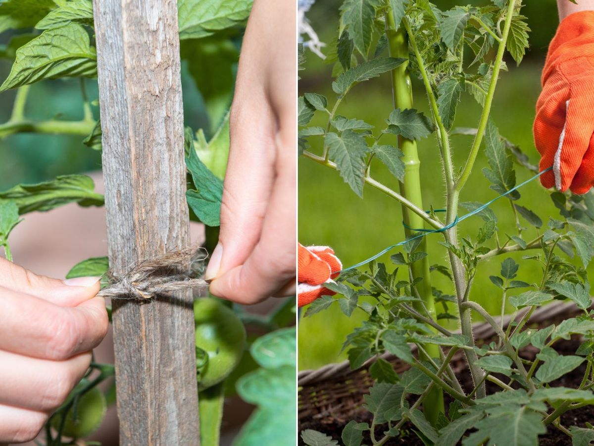 Cuerda de rafia y cuerda de plástico.