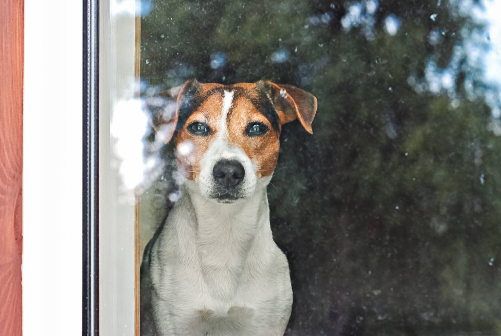 ¿Los perros no necesitan tener luz artificial cuando están solos?
