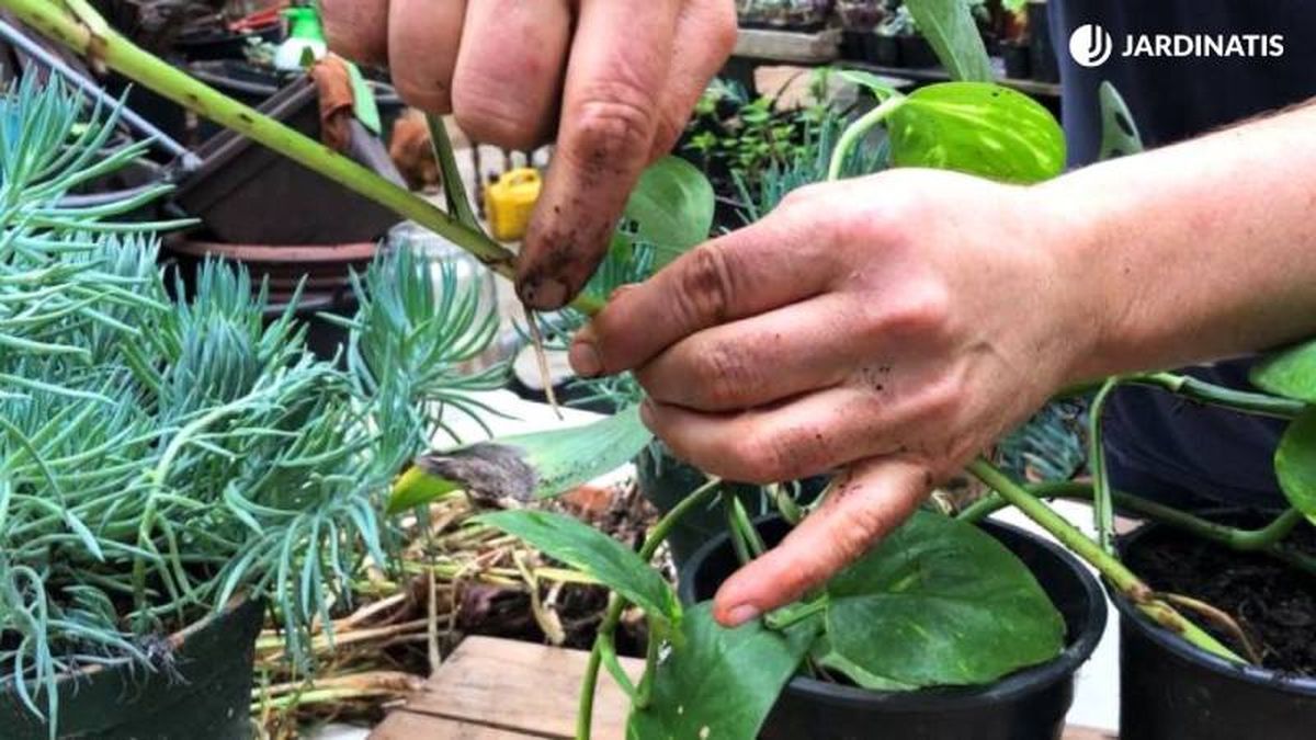 En el encuentro de cada hoja del tallo de este poto hay una raíz