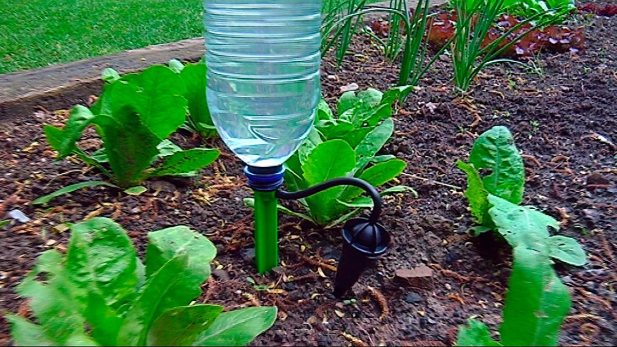 Colocar un sistema de riego por goteo paso 4