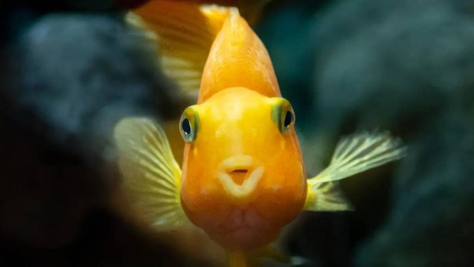 nombres para peces