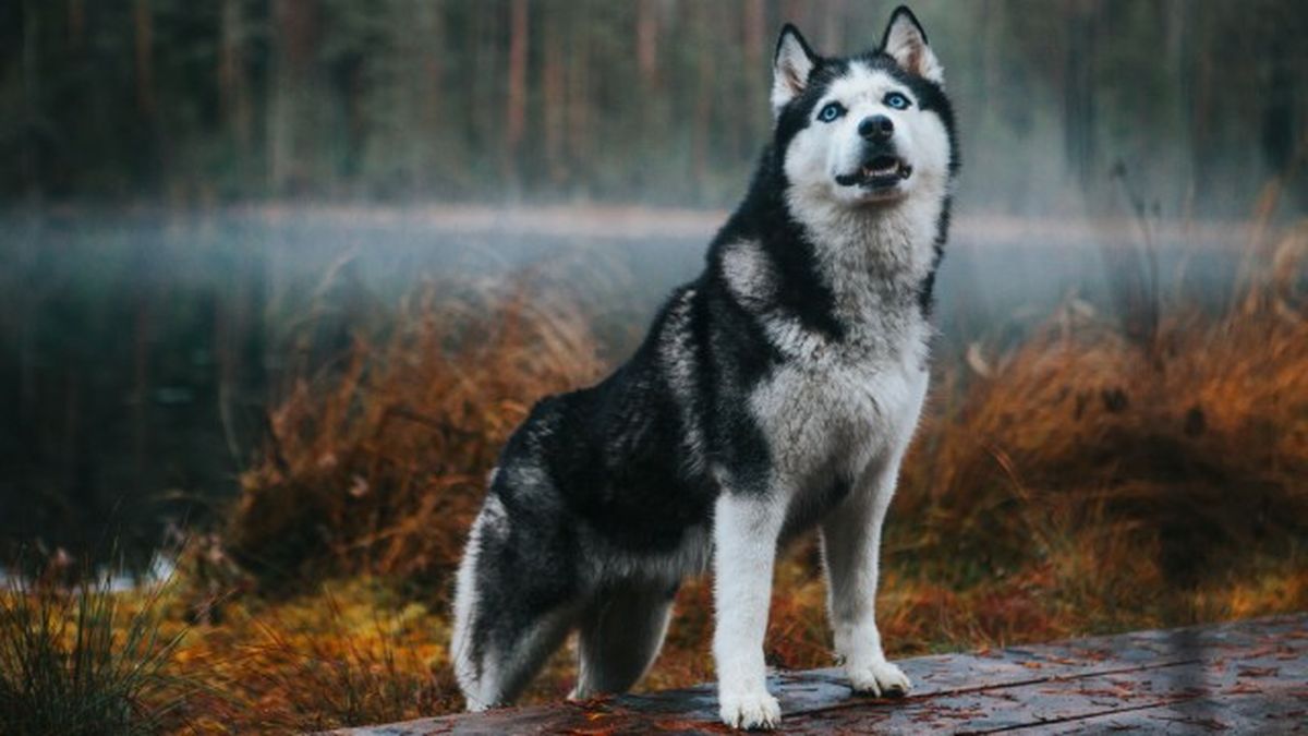husky siberiano 4